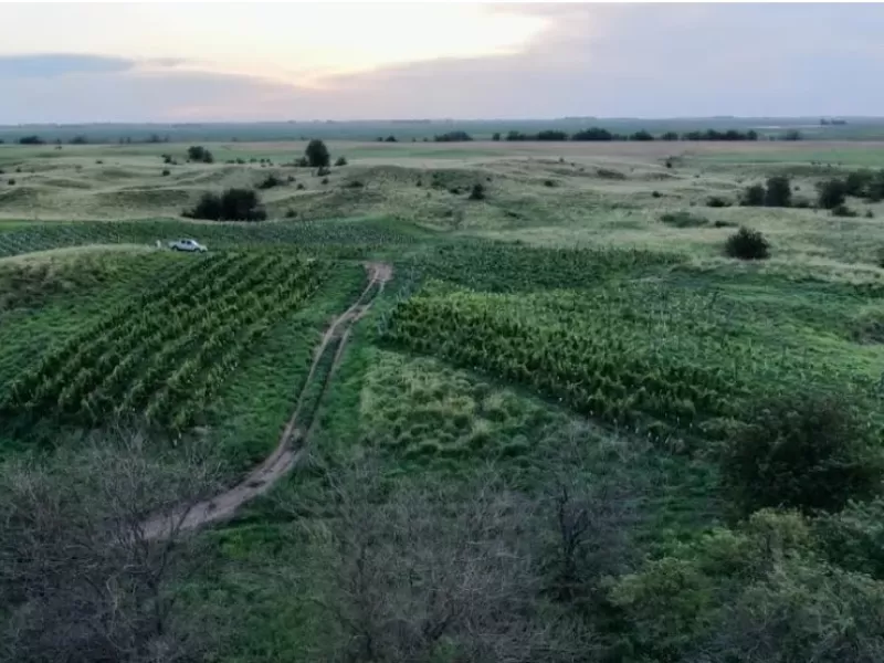 Gran crecimiento de un viñedo pionero en el sur de Trenque Lauquen