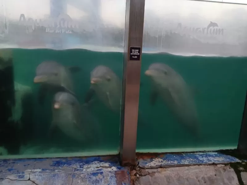 Tras la viralización de las fotos de los delfines en el Aquarium, Montenegro radicó una denuncia penal