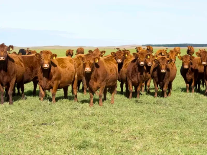 Por qué subir el peso medio de faena no implica necesariamente una mayor producción de carne