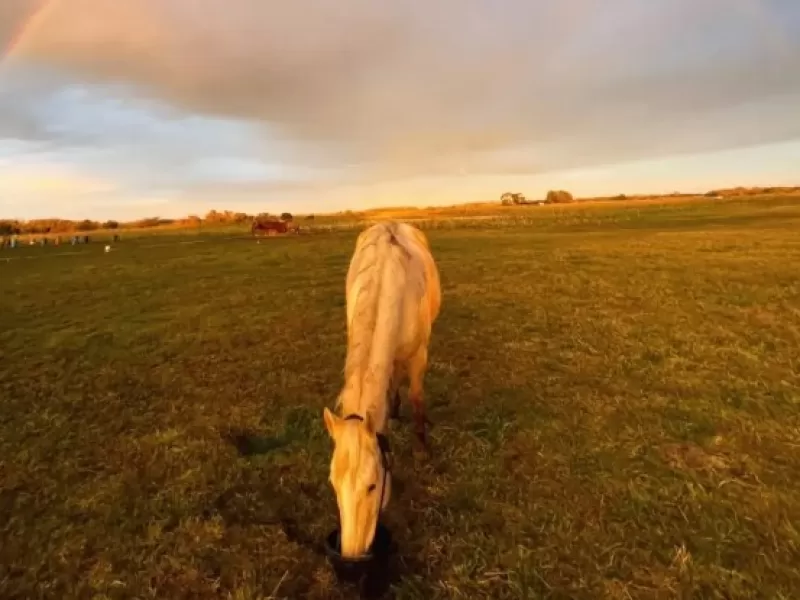 Equinomancia llega a General Madariaga con una jornada de conexi&oacute;n emocional y caballos por el D&iacute;a de la Madre