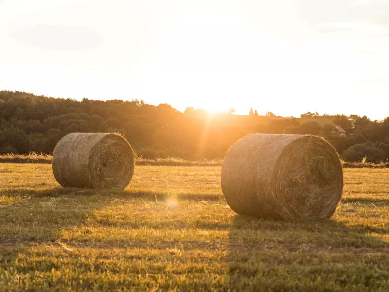 Mercado inmobiliario rural: ¿Cuáles son las zonas más demandadas este año y por qué?