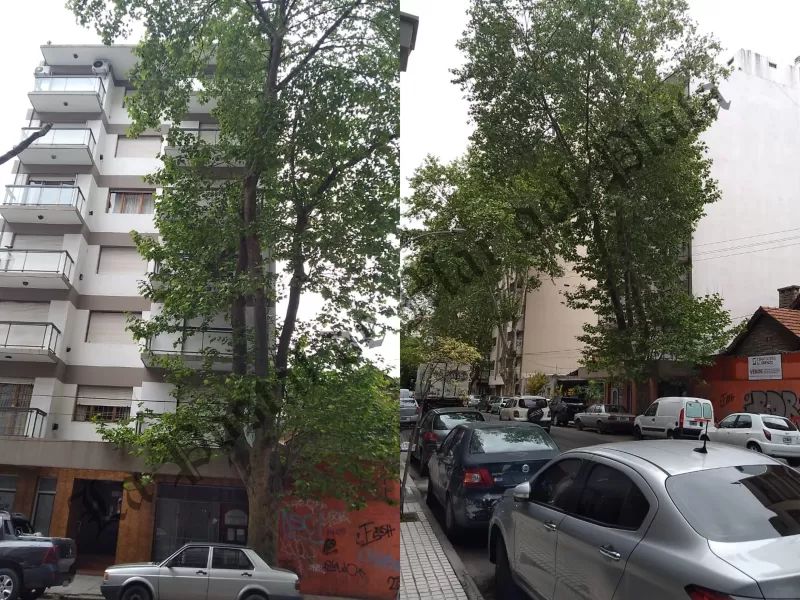 Vecinos denuncian la falta de gestión del EMSUr y apuntan a Santiago Bonifatti por el abandono del arbolado urbano en Mar del Plata