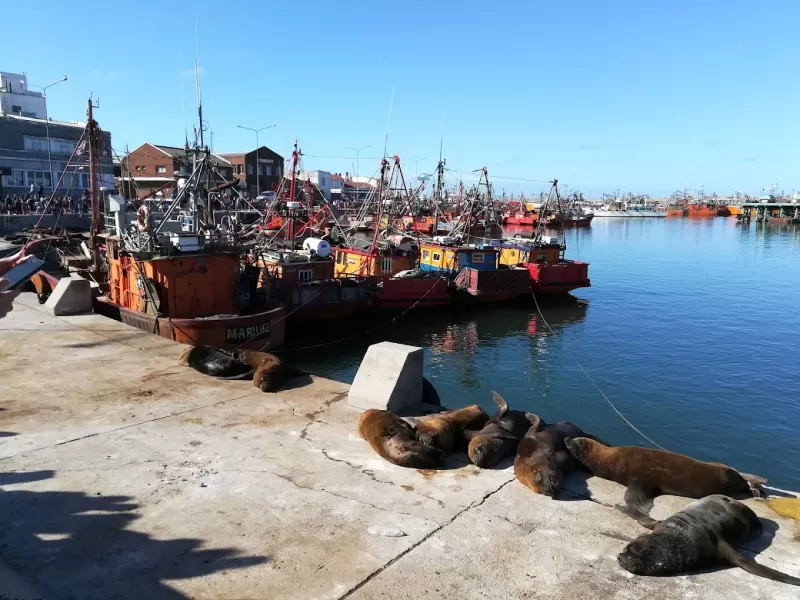 Entre el olor y la impunidad: 2 d&eacute;cadas de denuncias contra harineras en Mar del Plata