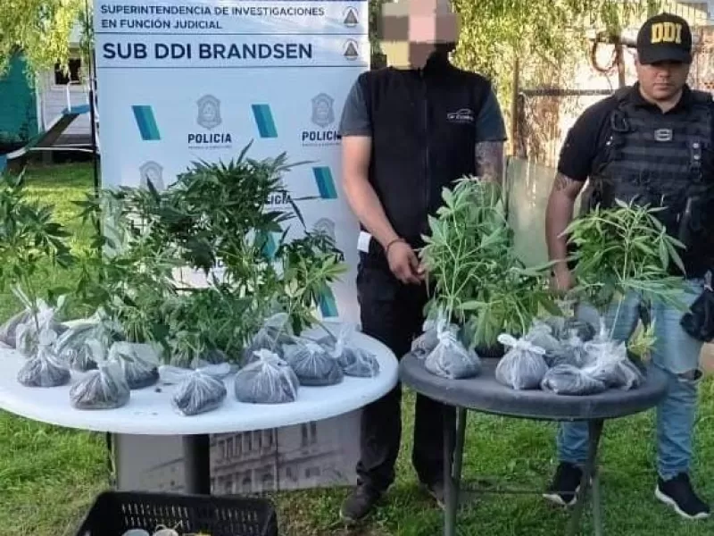 San Miguel del Monte: en un allanamiento por un robo descubrieron 52 plantas de marihuana