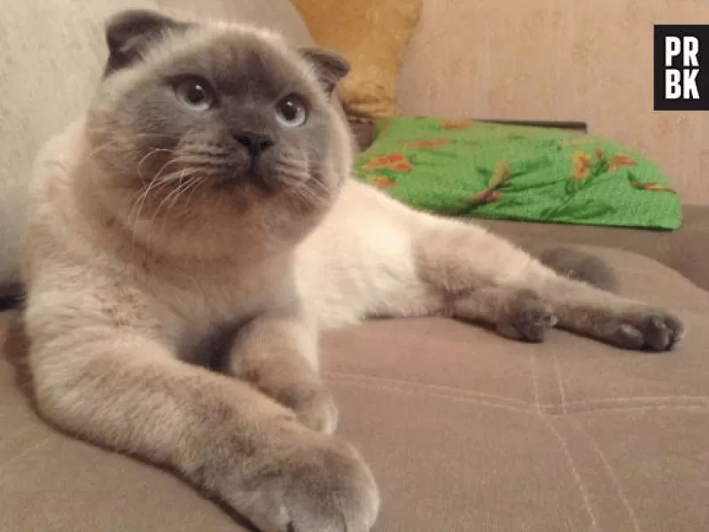 Un gato "arras&oacute;" en una elecci&oacute;n en Rusia: la historia de Barsik, el felino que se convirti&oacute; en s&iacute;mbolo de protesta pol&iacute;tica