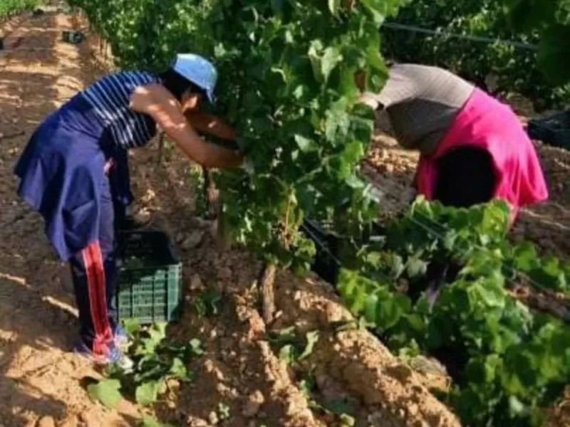Se avanzó con la visualización de las mujeres de la industria del vino