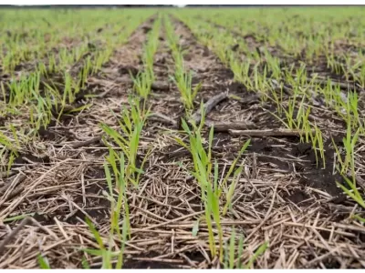 Derechos de exportación: la intención de siembra se recupera, pero el campo espera definiciones