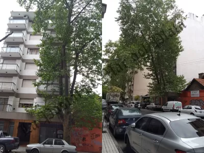 Vecinos denuncian la falta de gestión del EMSUr y apuntan a Santiago Bonifatti por el abandono del arbolado urbano en Mar del Plata