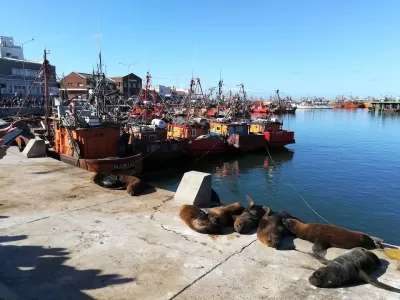 Entre el olor y la impunidad: 2 d&eacute;cadas de denuncias contra harineras en Mar del Plata