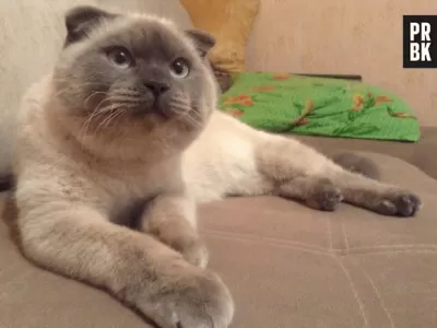 Un gato "arras&oacute;" en una elecci&oacute;n en Rusia: la historia de Barsik, el felino que se convirti&oacute; en s&iacute;mbolo de protesta pol&iacute;tica