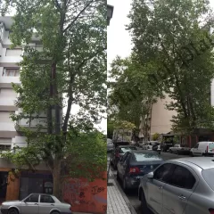 Vecinos denuncian la falta de gestión del EMSUr y apuntan a Santiago Bonifatti por el abandono del arbolado urbano en Mar del Plata