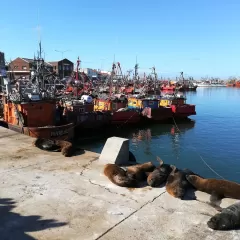 Entre el olor y la impunidad: 2 d&eacute;cadas de denuncias contra harineras en Mar del Plata